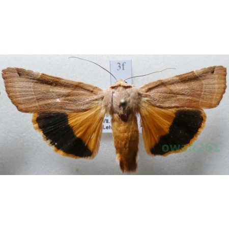 Noctua fimbriata (Schreber, 1759) Rolnica aksamitka Czech3f